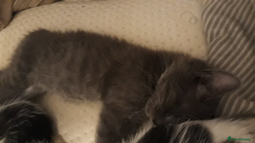 American Wirehair cats for sale: 4 kittens for Sale - Image 1