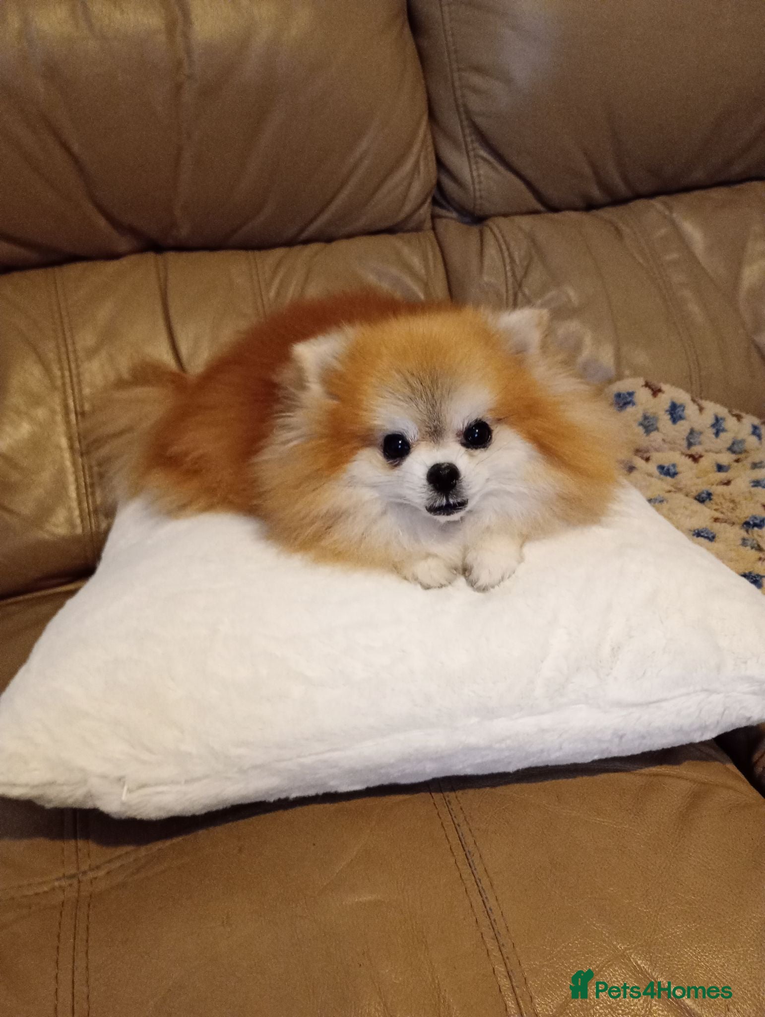 Pomeranian dogs Gorgeous tiny Pom. - Advert 1