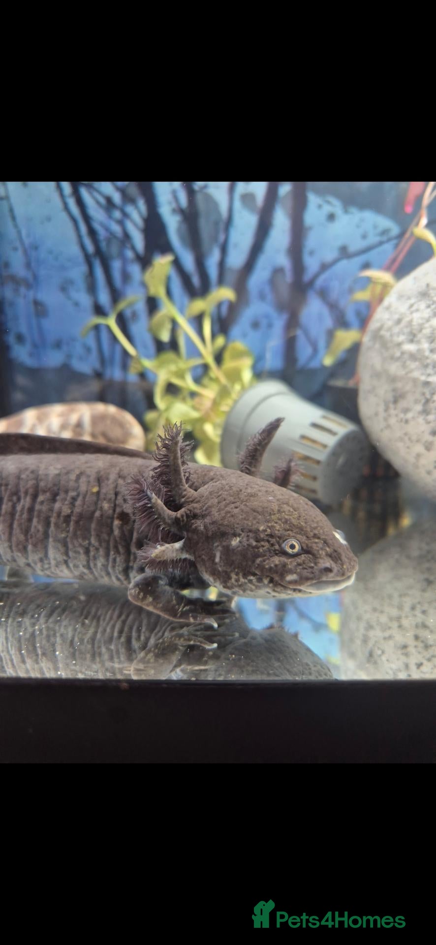Axolotl reptiles Black axolotl and set up - Advert 1