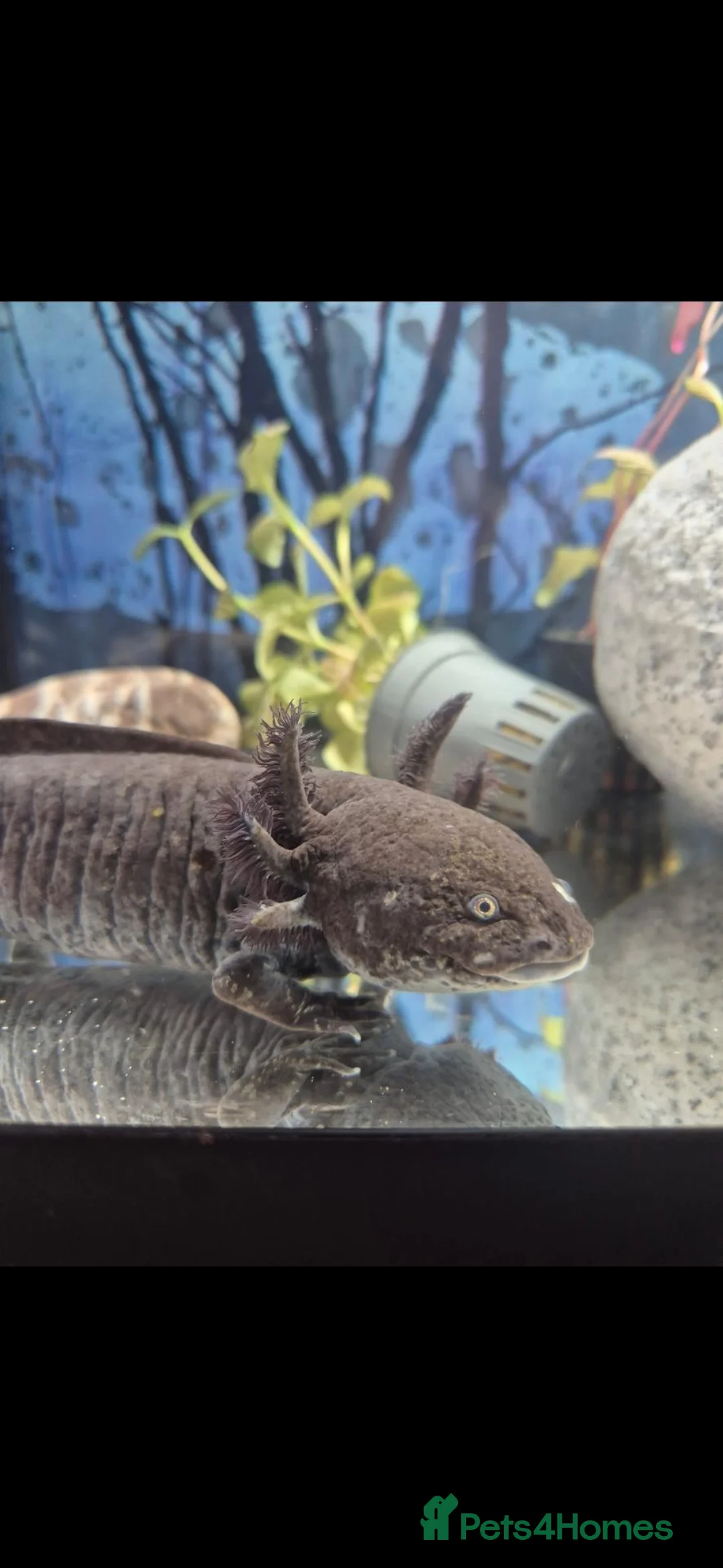 Axolotl reptiles for sale: Black axolotl and set up - Advert 1