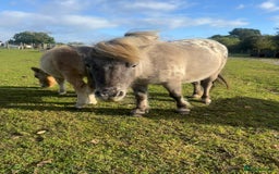 Shetland pony horses for sale: Thea - Dun Leopard Spotted Shetland  - Advert 2