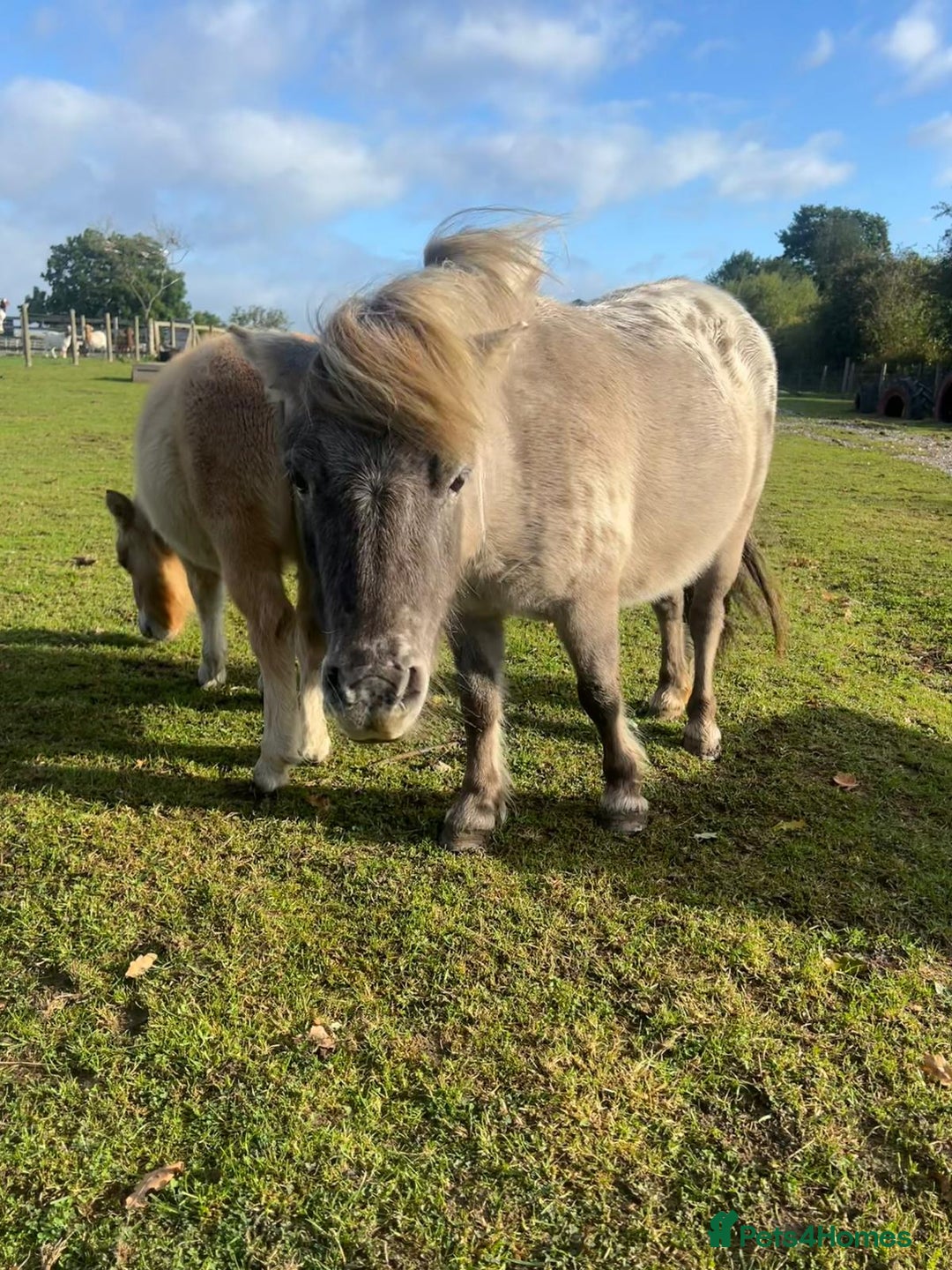 Shetland pony horses for sale: Thea - Dun Leopard Spotted Shetland  - Advert 2