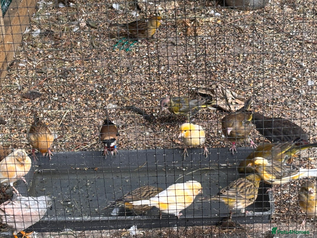 Canaries birds for sale: Canary/goldfinches/greenfinches  - Image 7