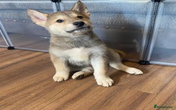 Mixed Breed dogs for sale: READY NOW! Beautiful Japanese Akita Puppies - Image 12