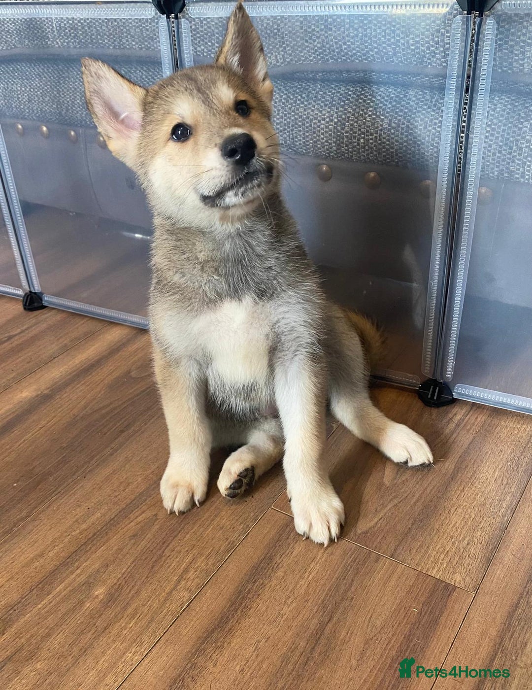 Mixed Breed dogs for sale: READY NOW! Beautiful Japanese Akita Puppies - Image 12