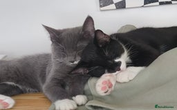Scottish Fold cats for sale:  1 Tuxedo Scottish Fold Kitten Boy  in Manningtree - Image 5