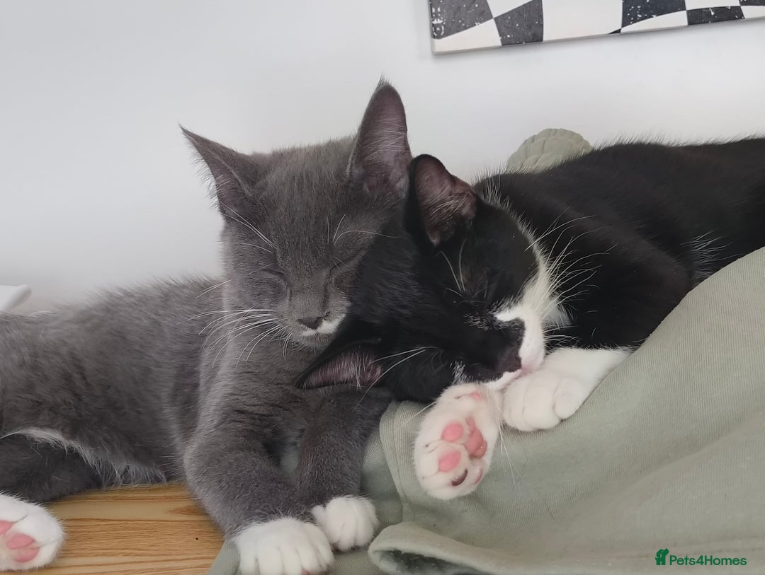 Scottish Fold cats for sale:  1 Tuxedo Scottish Fold Kitten Boy  in Manningtree - Image 5