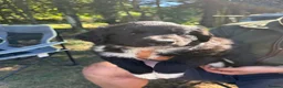 Sprollie dogs for sale: Springer x Collie in Lydney - Advert 13