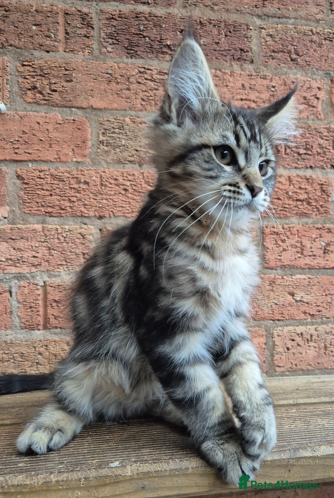 Maine Coon cats for sale: 2 Boys 3 girls Maine Coones kittens - Advert 23