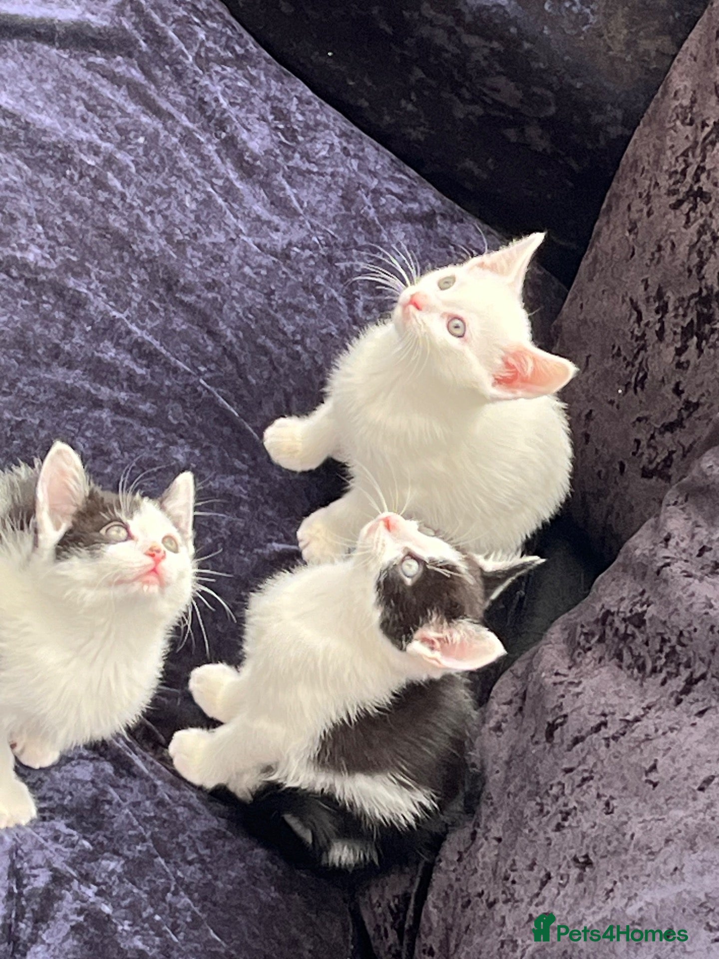British Shorthair cats Besutiful British Shorthair Siblings - Advert 1
