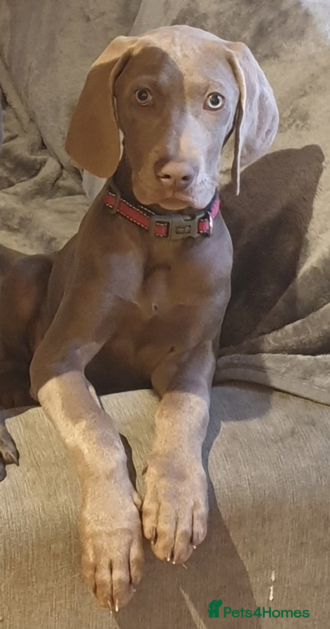 Weimaraner dogs for sale: 13 week old weimaraner pup - Advert 1