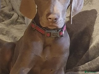 Weimaraner dogs 13 week old weimaraner pup - Advert 1