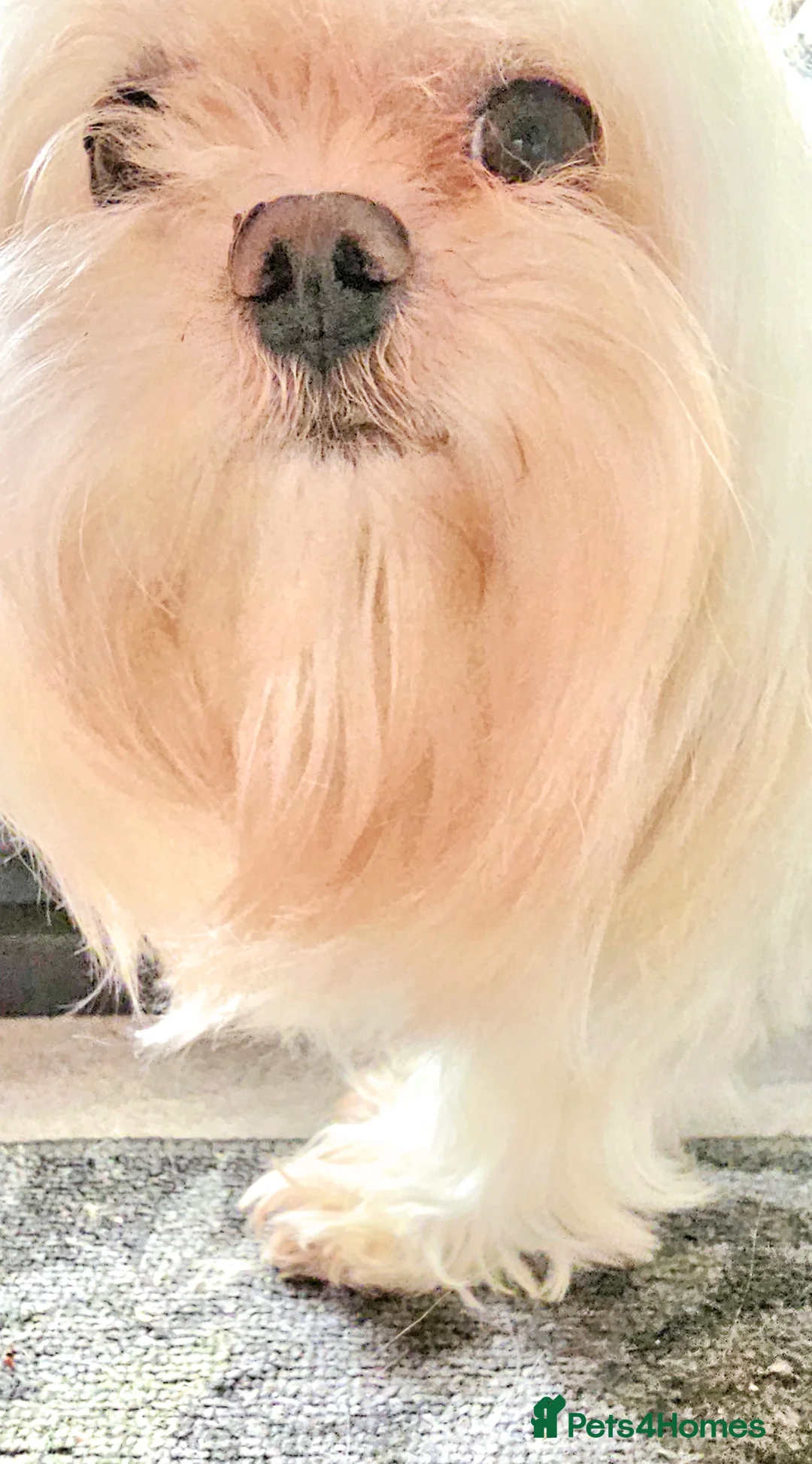 Maltese dogs for stud:  KC Maltese stud Korean line  in Derby - Advert 17