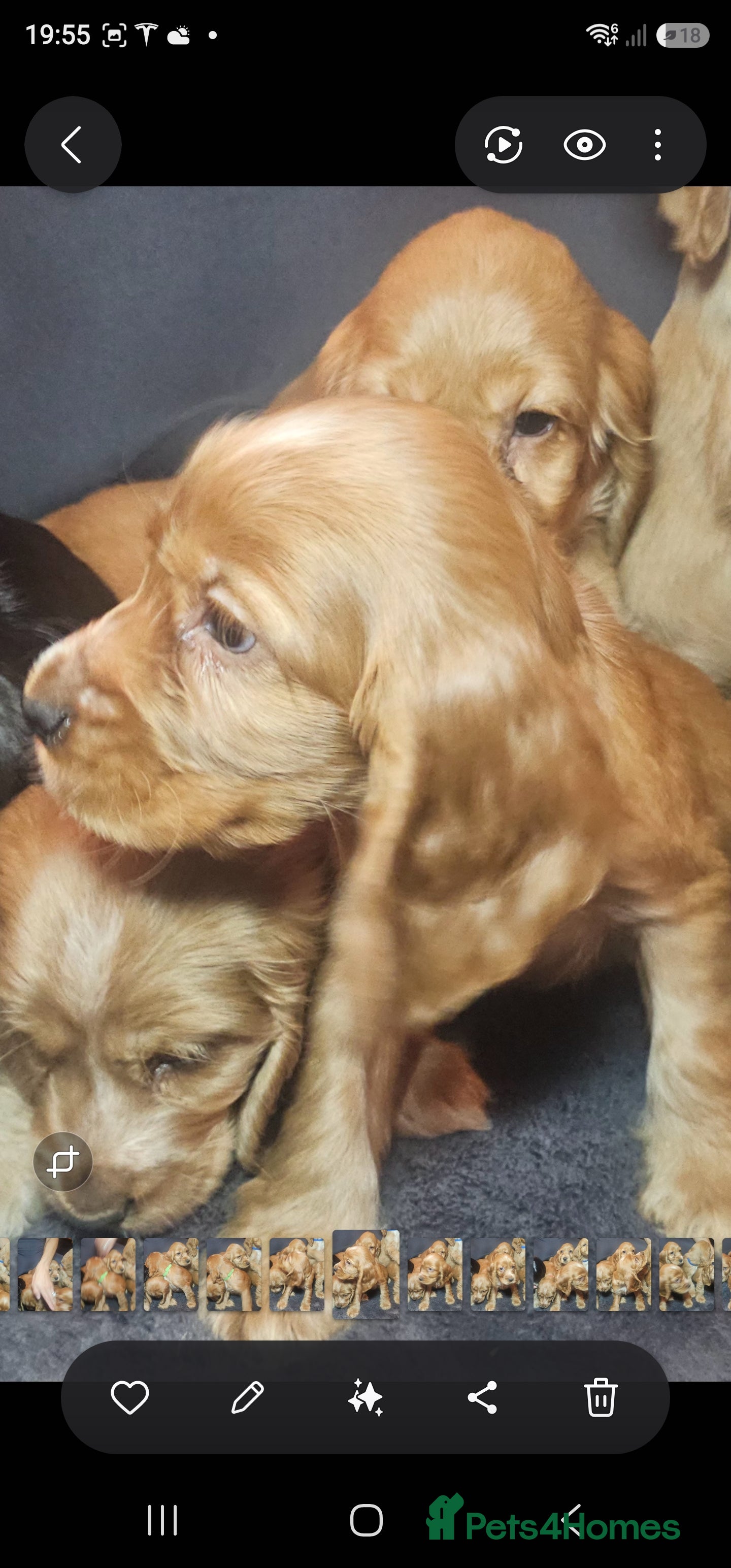 Cocker Spaniel dogs KC Show Type cocker spaniel puppies  - Advert 2