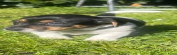 Jack Russell dogs for sale: Ready to leave tomorrow tri boy JRT puppy - Advert 20