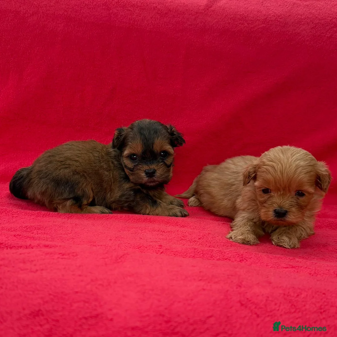 Shihpoo dogs for sale: Shihpoo pups for sale - Advert 8