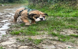 English Bulldog dogs for stud: 1 YEAR OLD MARSHALL READY TO TRY STUDDING  - Image 9