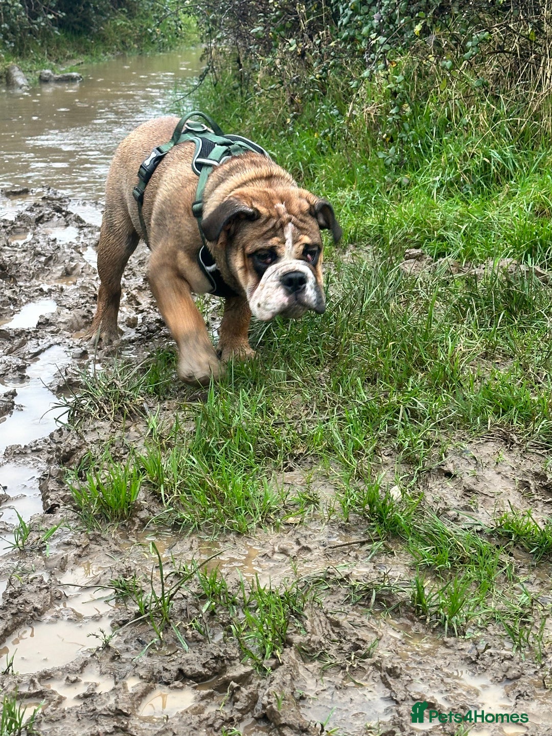 English Bulldog dogs for stud: 1 YEAR OLD MARSHALL READY TO TRY STUDDING  - Image 9