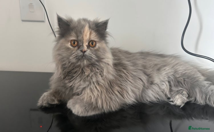 Persian cats - Advert 1