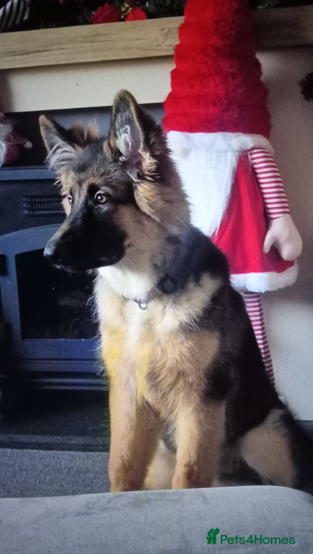 German Shepherd dogs for sale: 🌟 Long Haired German Shepherd Health Tested🌟 - Advert 2