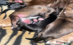 Mixed Breed dogs for sale: 6 Beautiful Babys - Image 8