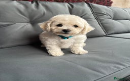 Bichon Frise dogs for sale: Bichon Frise Puppies  - Image 29