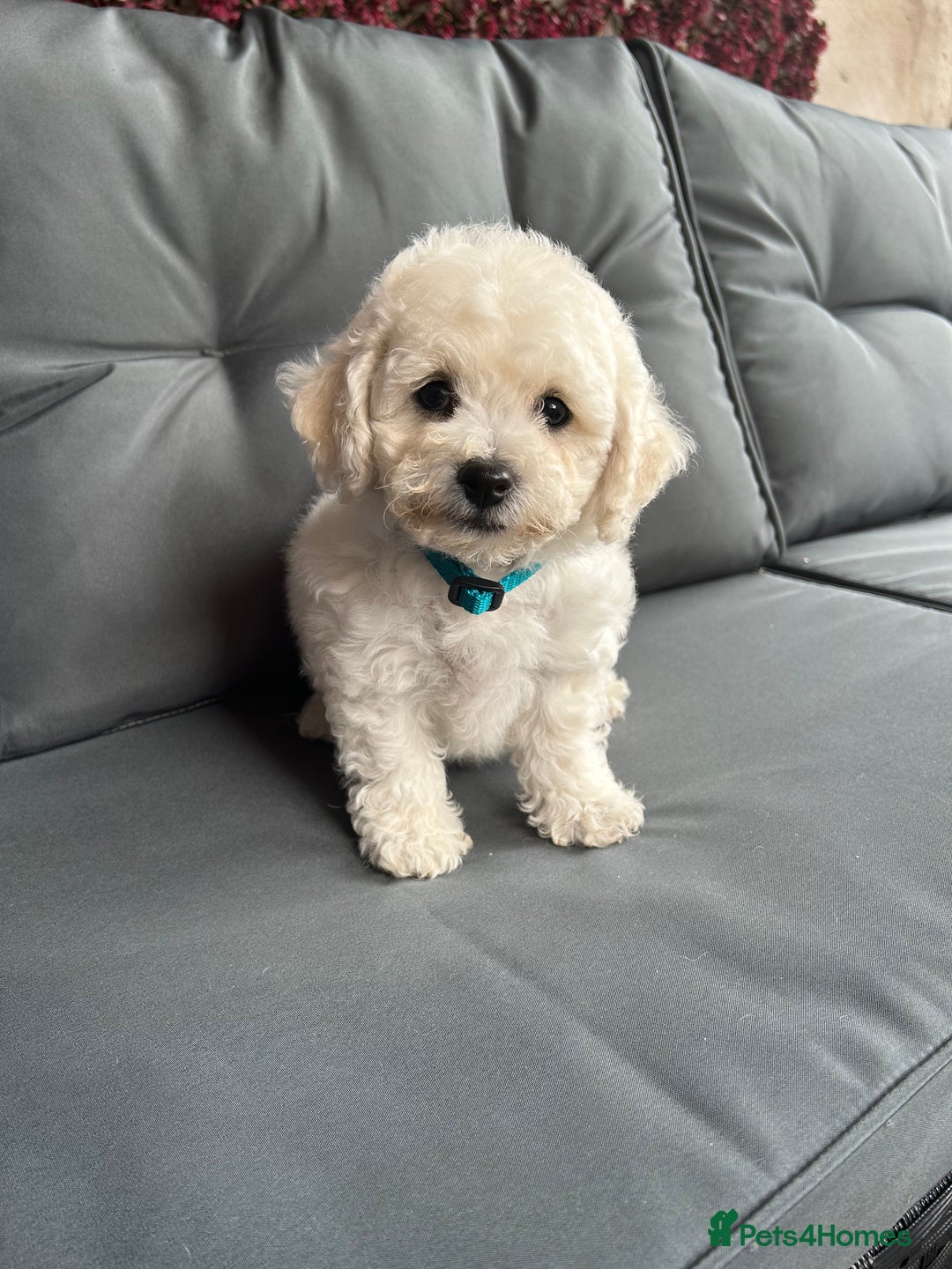 Bichon Frise dogs for sale: Bichon Frise Puppies  - Image 29