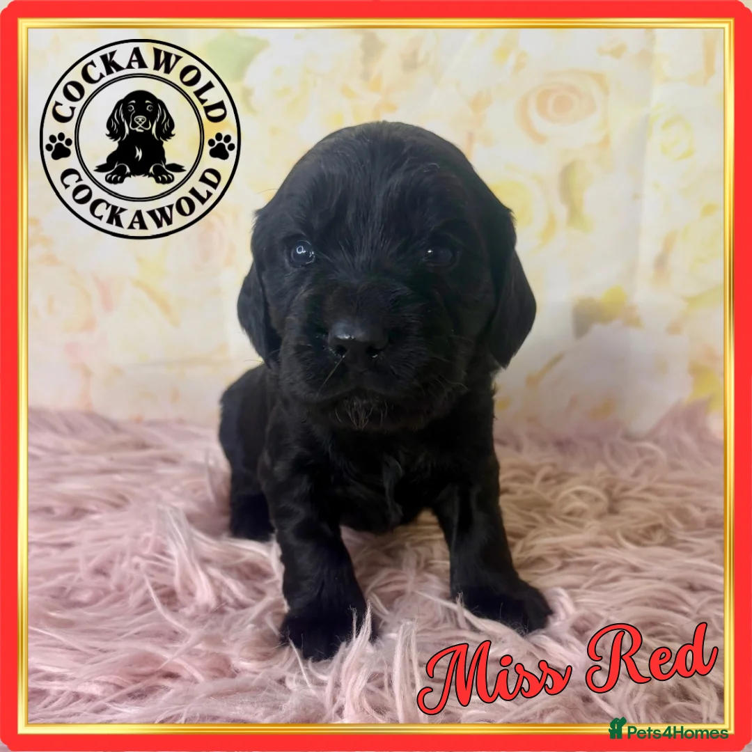 Cocker Spaniel dogs for sale: 🖤 Quality Black RKC Cockers 🖤 Ready Mid March 🖤 - Advert 17