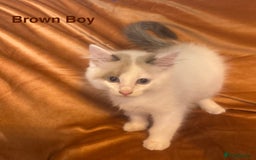 Ragdoll cats for sale: Adorable pure Ragdoll kittens boys and girls - Image 21