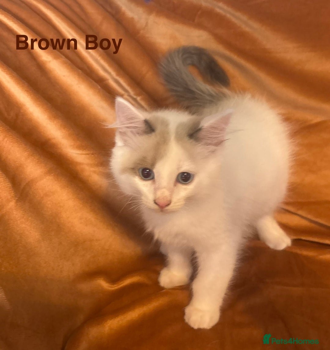 Ragdoll cats for sale: Adorable pure Ragdoll kittens boys and girls - Image 21