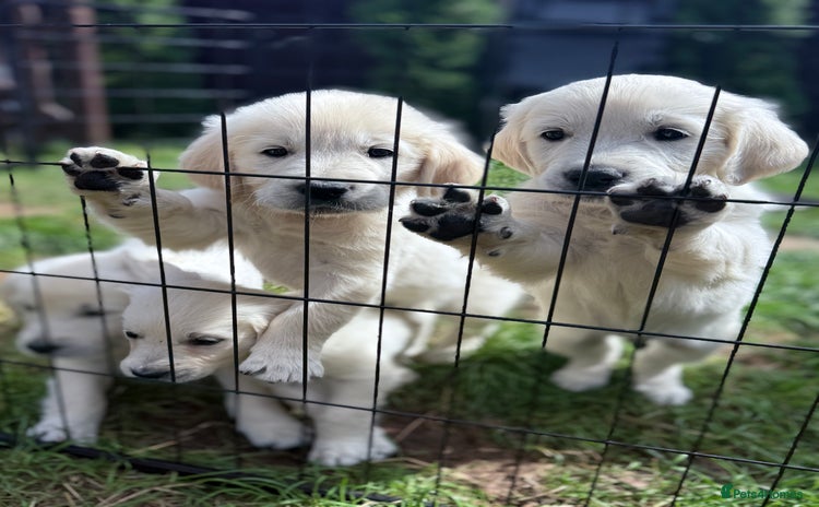 Golden Retriever dogs - Advert 20