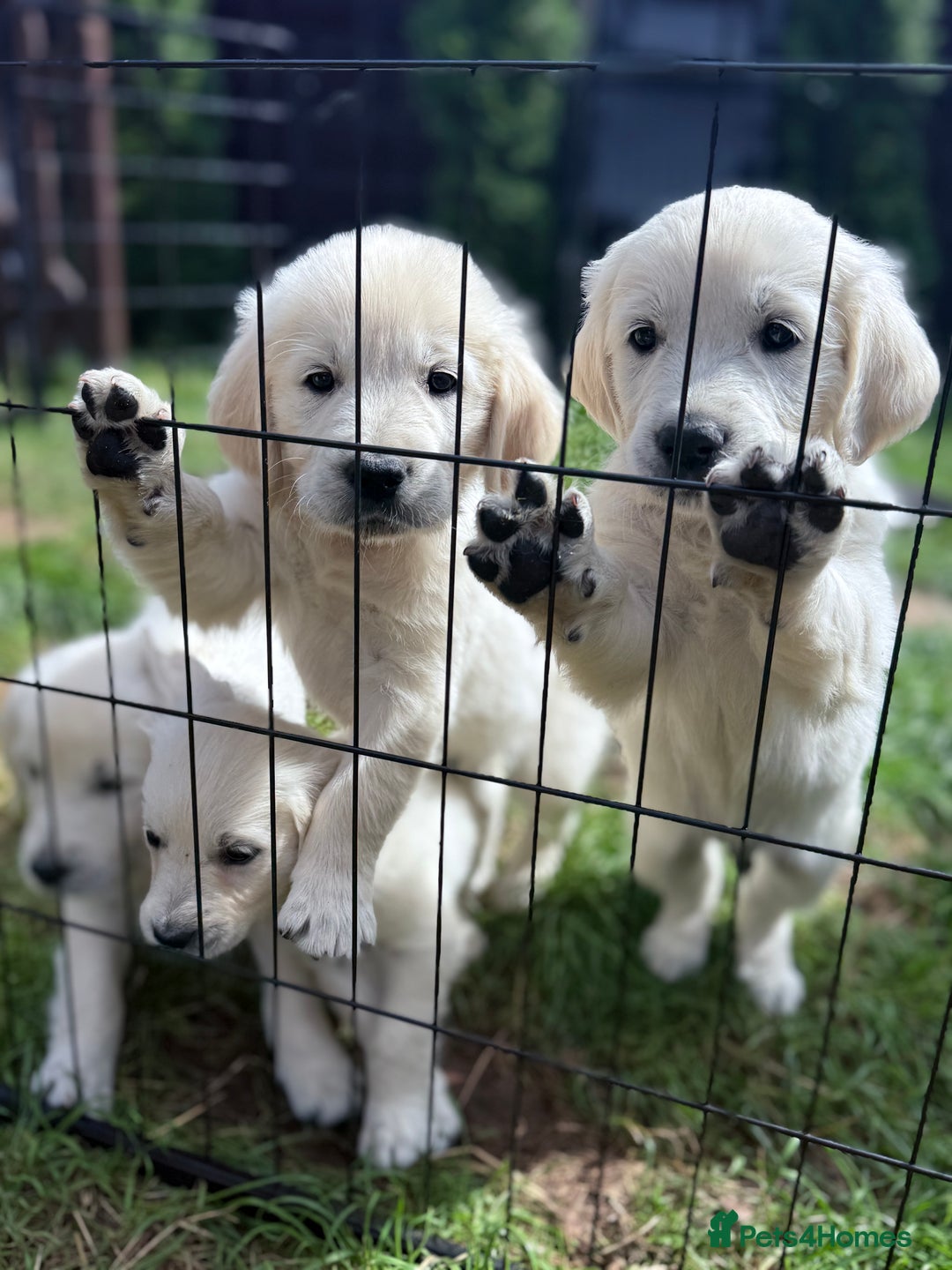 Golden Retriever dogs for sale: 1 LEFT *Ready to Go* Golden Retriever puppies 🐾 - Image 3