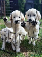Golden Retriever dogs - Advert 1