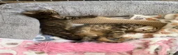 Mixed Breed cats for sale: Tabby Male Kitten - Advert 3