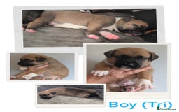 German Shepherd dogs for sale: German Shepherd Puppies - Image 1