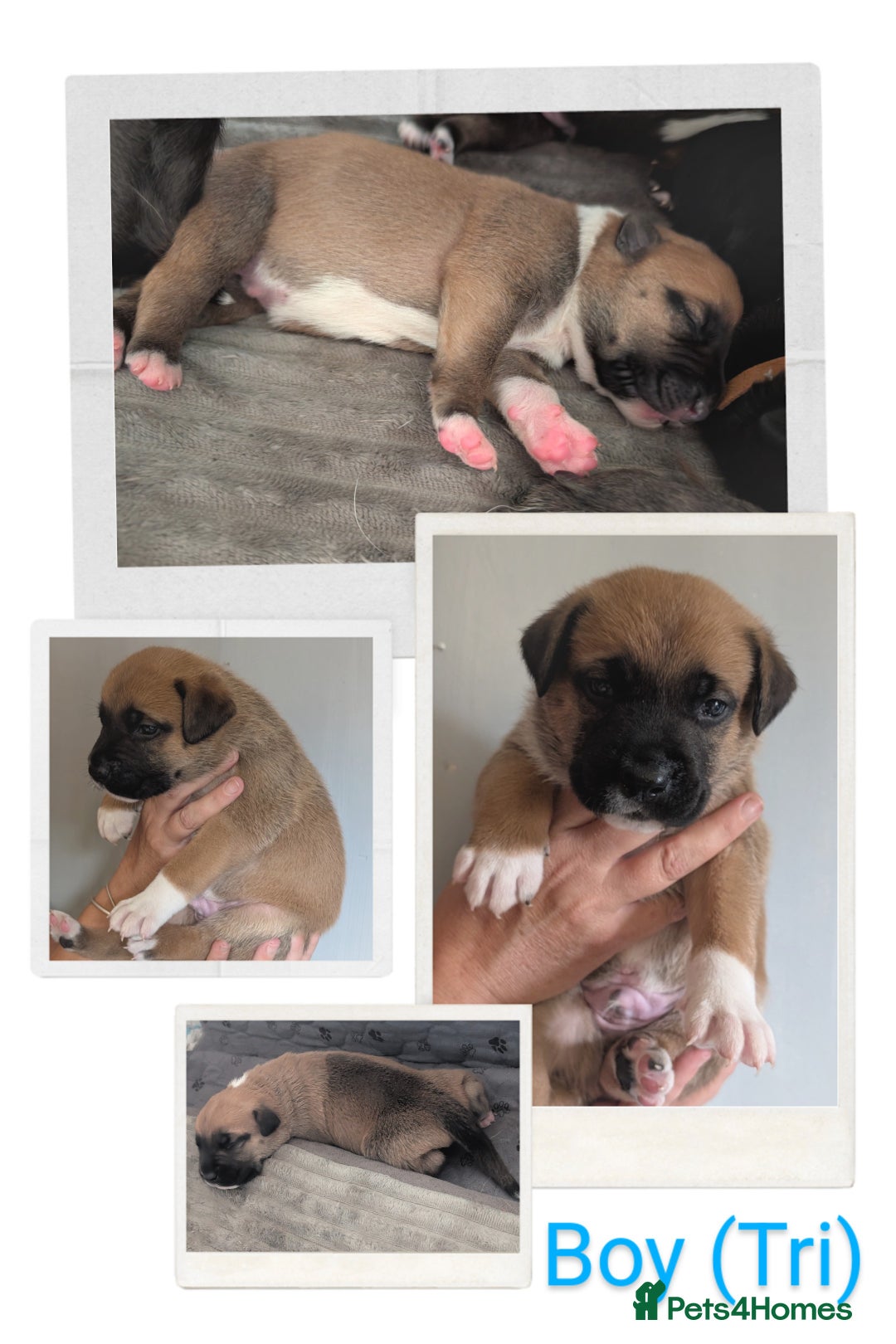 German Shepherd dogs for sale: German Shepherd Puppies - Image 1
