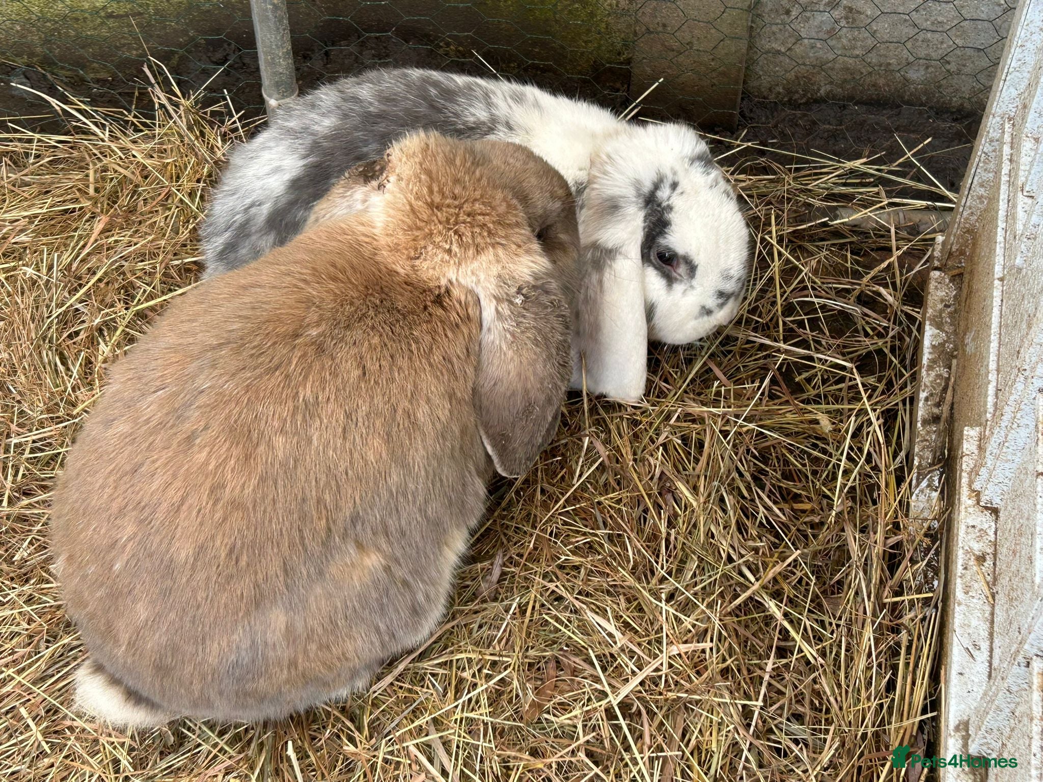 French Lop rabbits Breeding pair - Advert 5