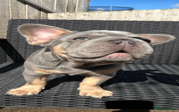 French Bulldog dogs for sale: Beautiful French bulls  - Image 6