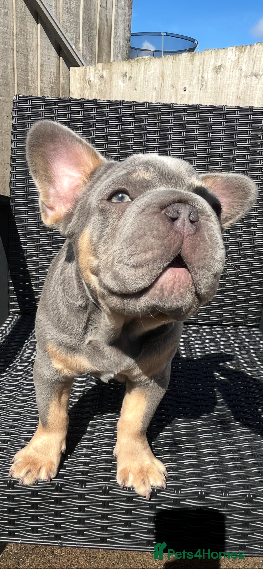 French Bulldog dogs for sale: Beautiful French bulls  - Image 6