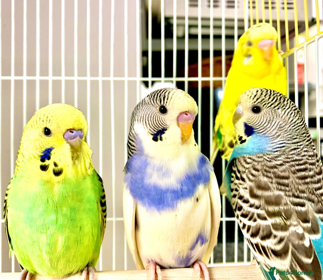 Budgerigars birds for sale: Beautiful Baby Budgies & Cages - Various Mutations - Image 8