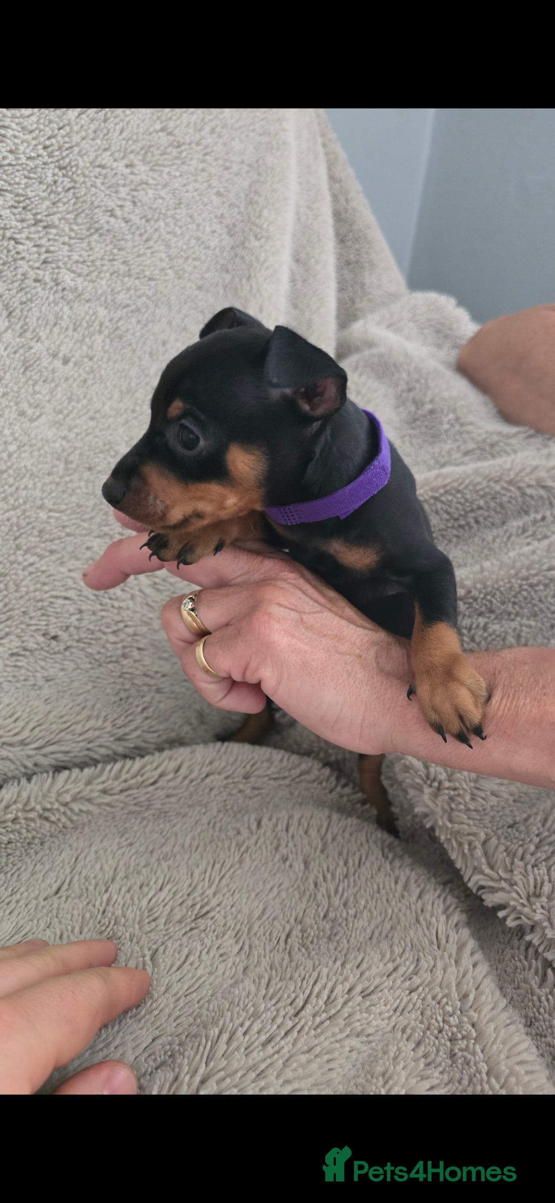 Miniature Pinscher dogs for sale: Beautiful Miniature pinscher Puppies  - Image 10