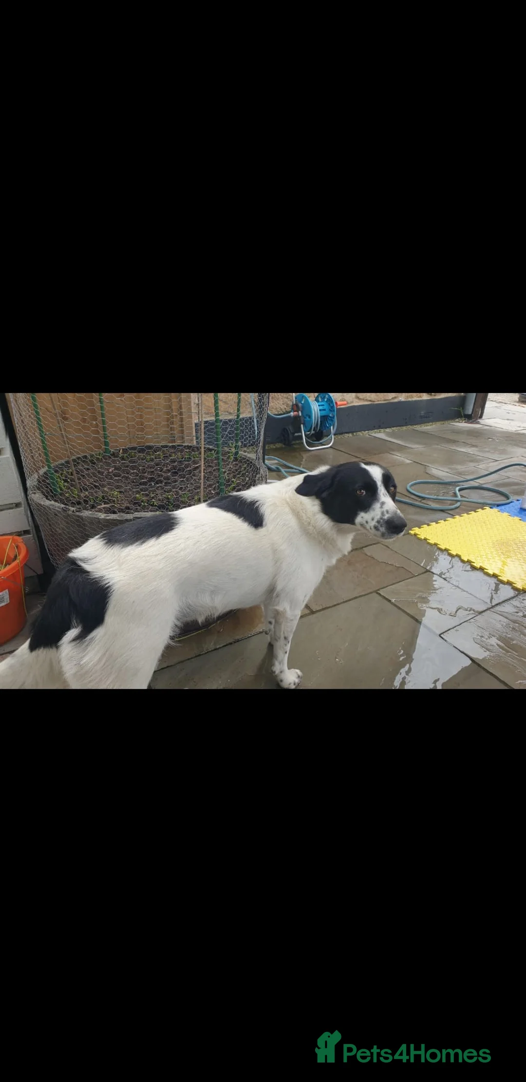 Sprollie dogs for sale: Intelligent & Affectionate Sprollie Puppies  - Advert 3