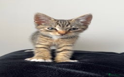 Mixed Breed cats for sale: Beautiful 9 WK Kitten Looking for a Loving Home  - Image 7