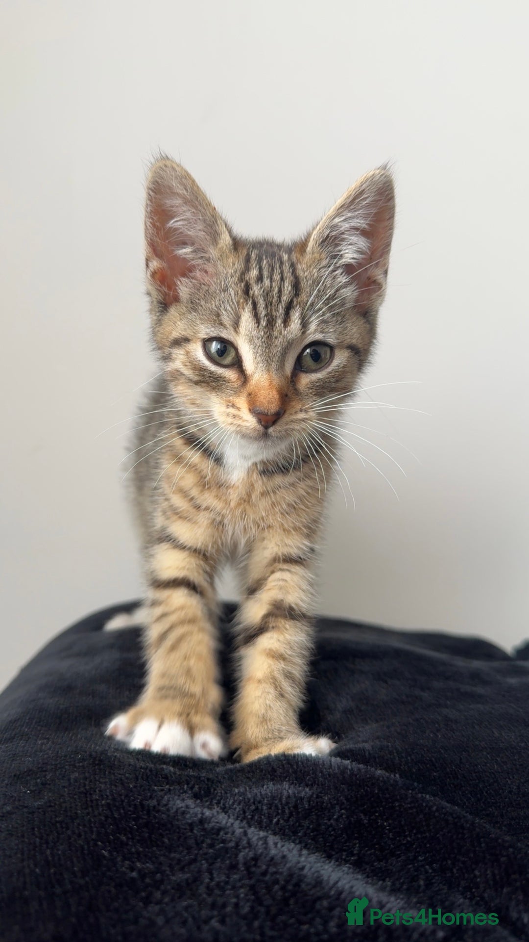 Mixed Breed cats for sale: Beautiful 9 WK Kitten Looking for a Loving Home  - Image 7