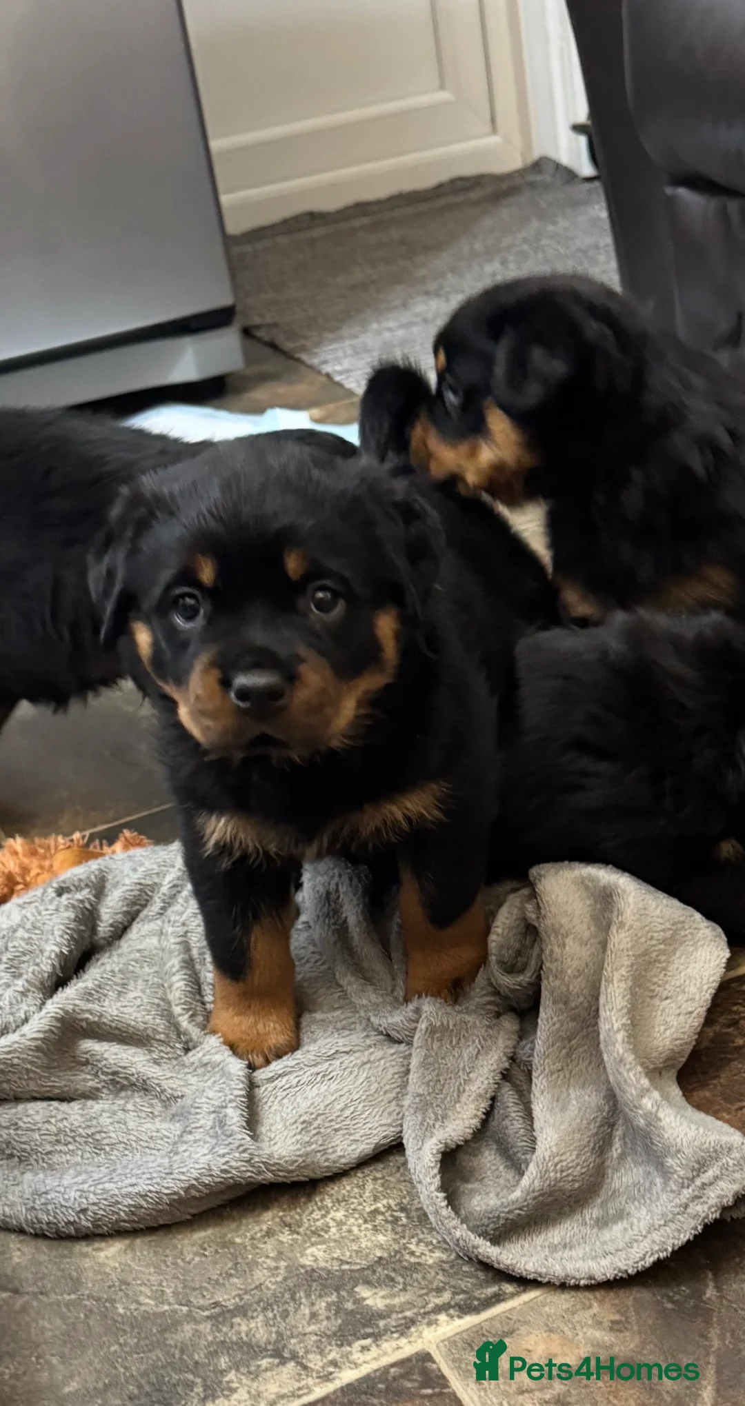 Rottweiler dogs for sale: Gorgeous Rottweiler puppies  - Advert 20
