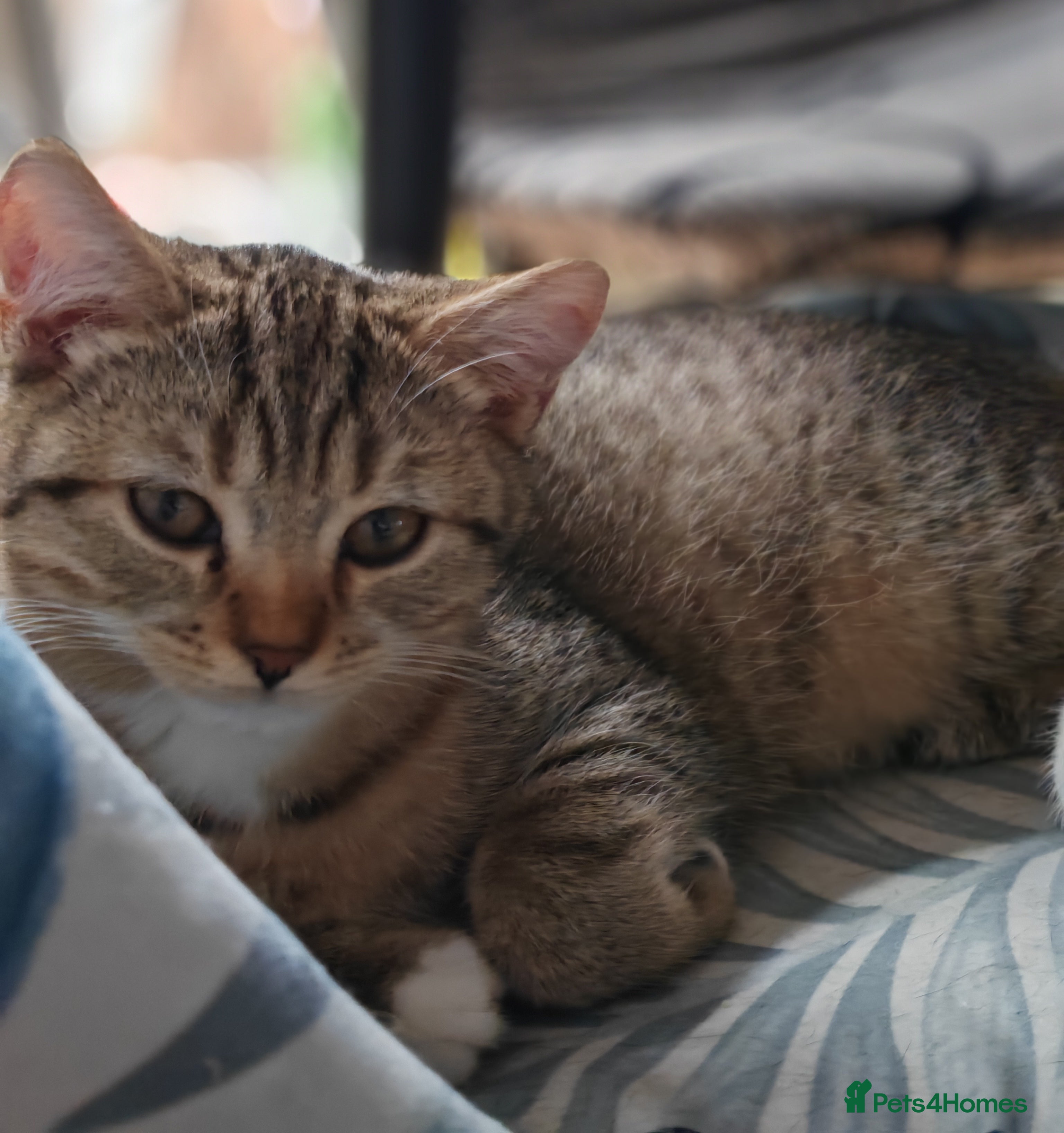 British Shorthair cats Scottish Fold x British Shorthair Mix Kittens - Advert 2