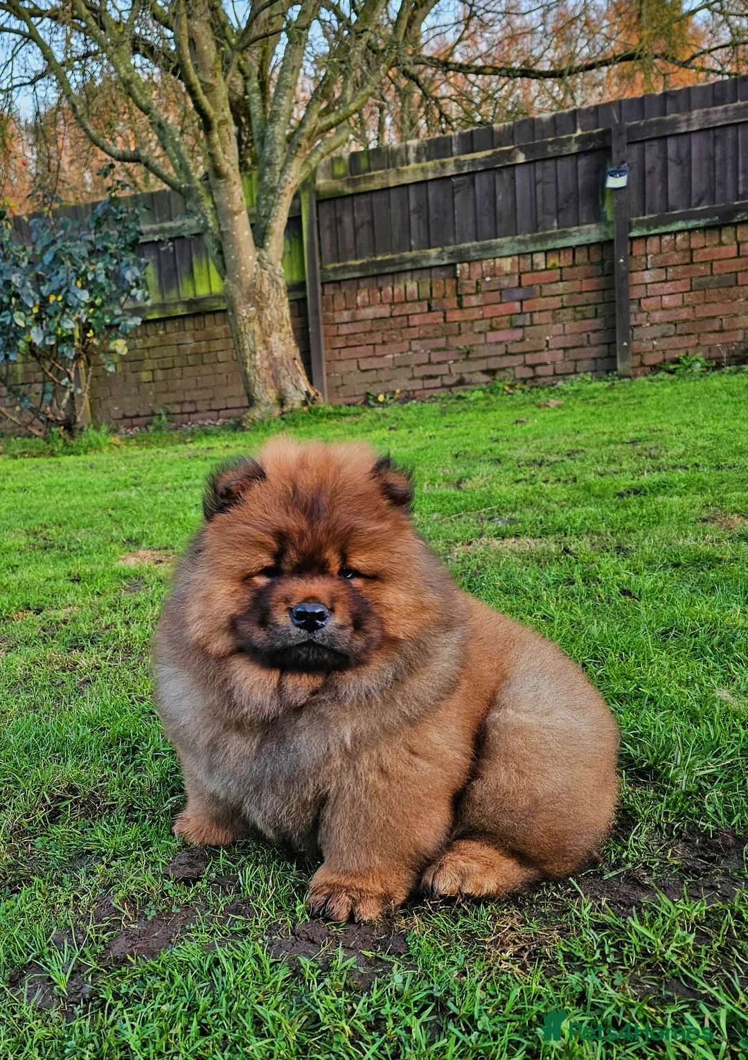 Chow Chow dogs for sale: Crufts parent pedigree  - Advert 4