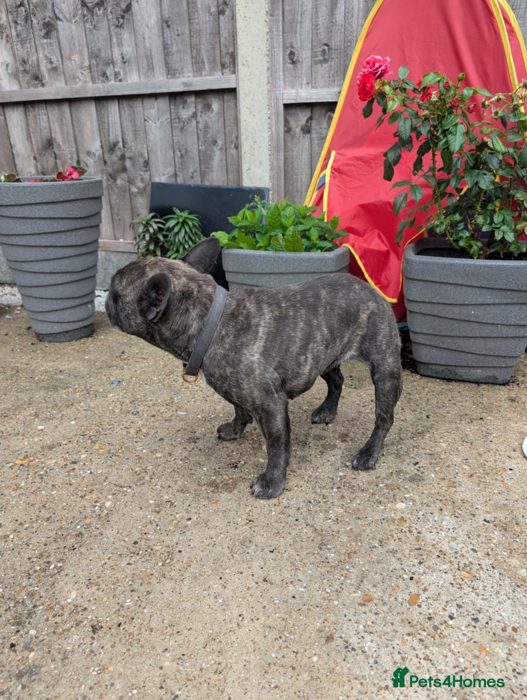 French Bulldog dogs for sale: Frenchie in need of a loving home  - Image 5