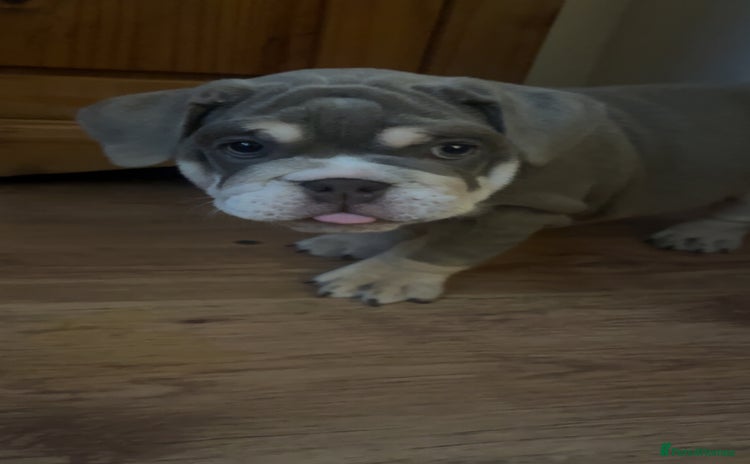 English Bulldog dogs - Advert 8