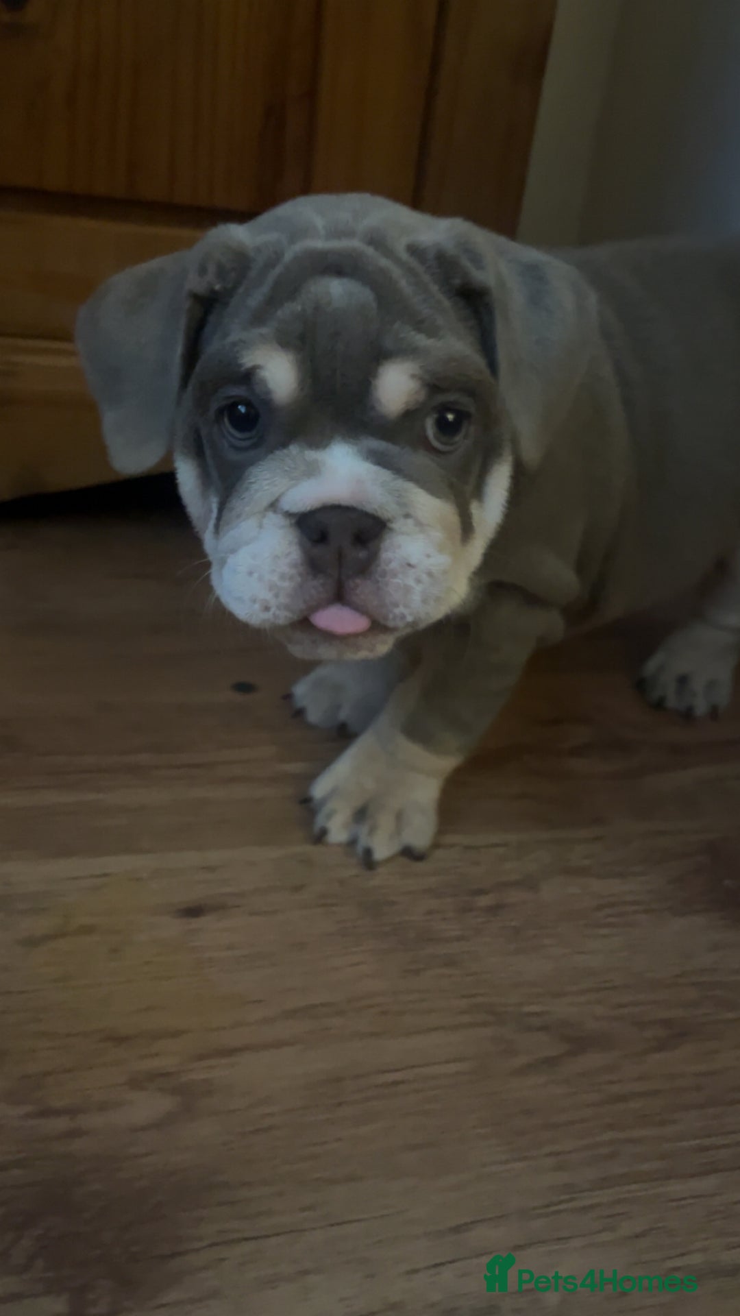 Grey English Bulldog Puppies For Sale Bulldog Pups Mini English